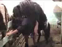 The horse fucking me harder